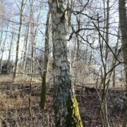 Birketræ i skov