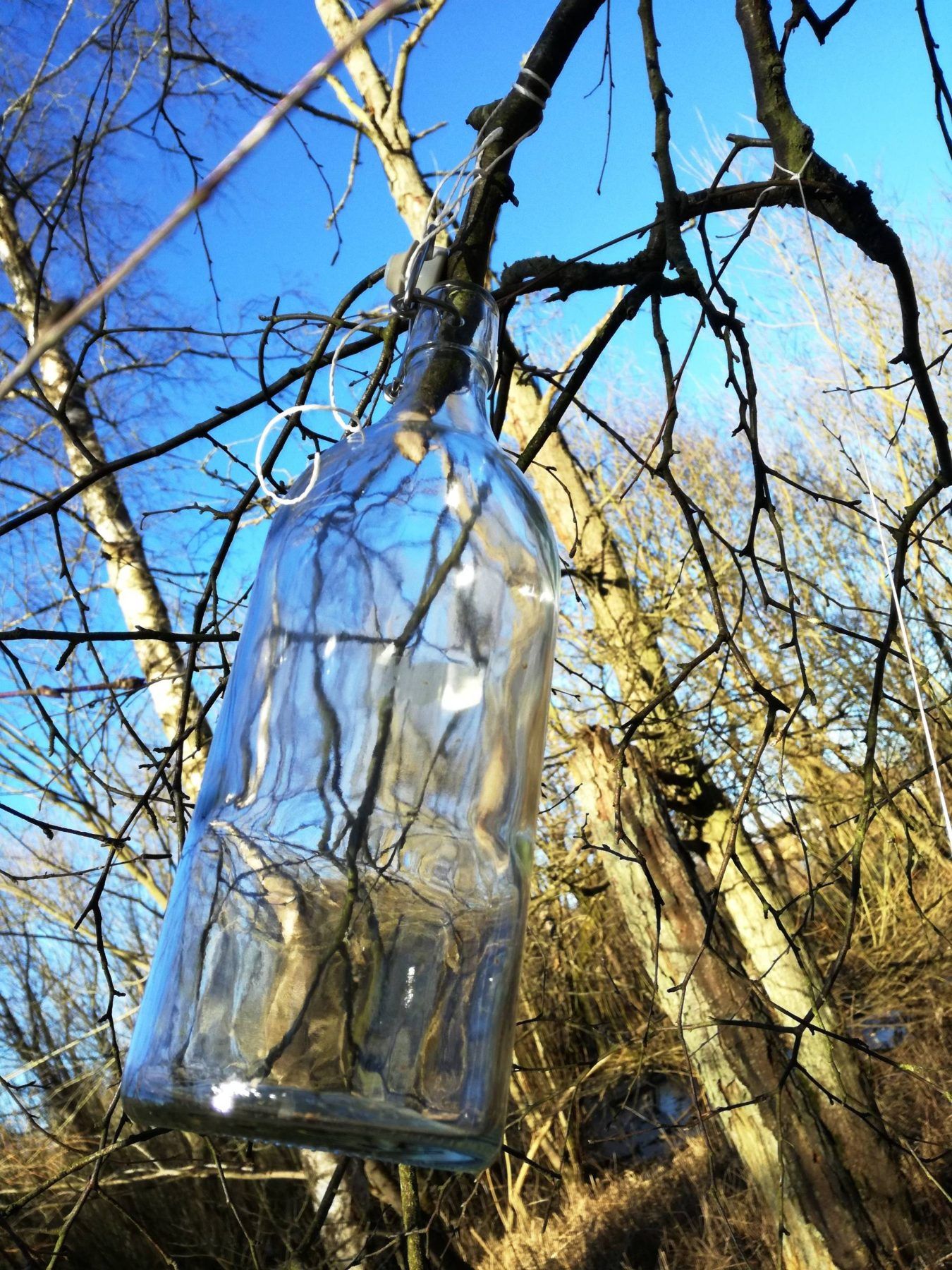 Flaske på birketræ
