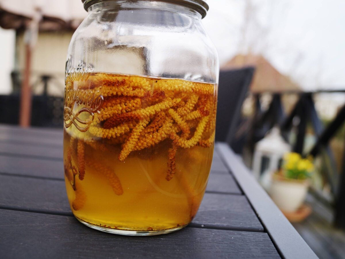Hasselrakler i vodka - dag 2
