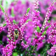 Bi der suger nektar i lyngblomster