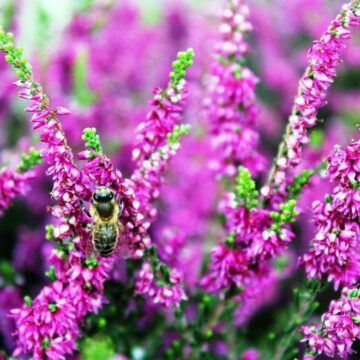 Bi der suger nektar i lyngblomster