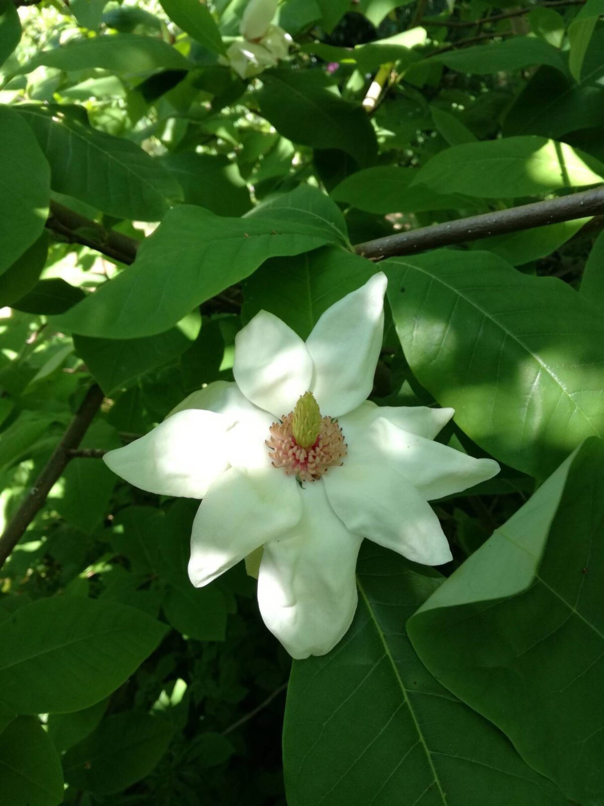Magnolia hvid