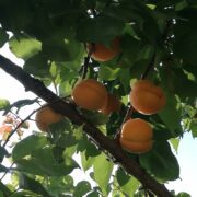 Gule abrikoser på abrikostræ