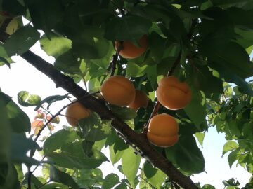 Gule abrikoser på abrikostræ