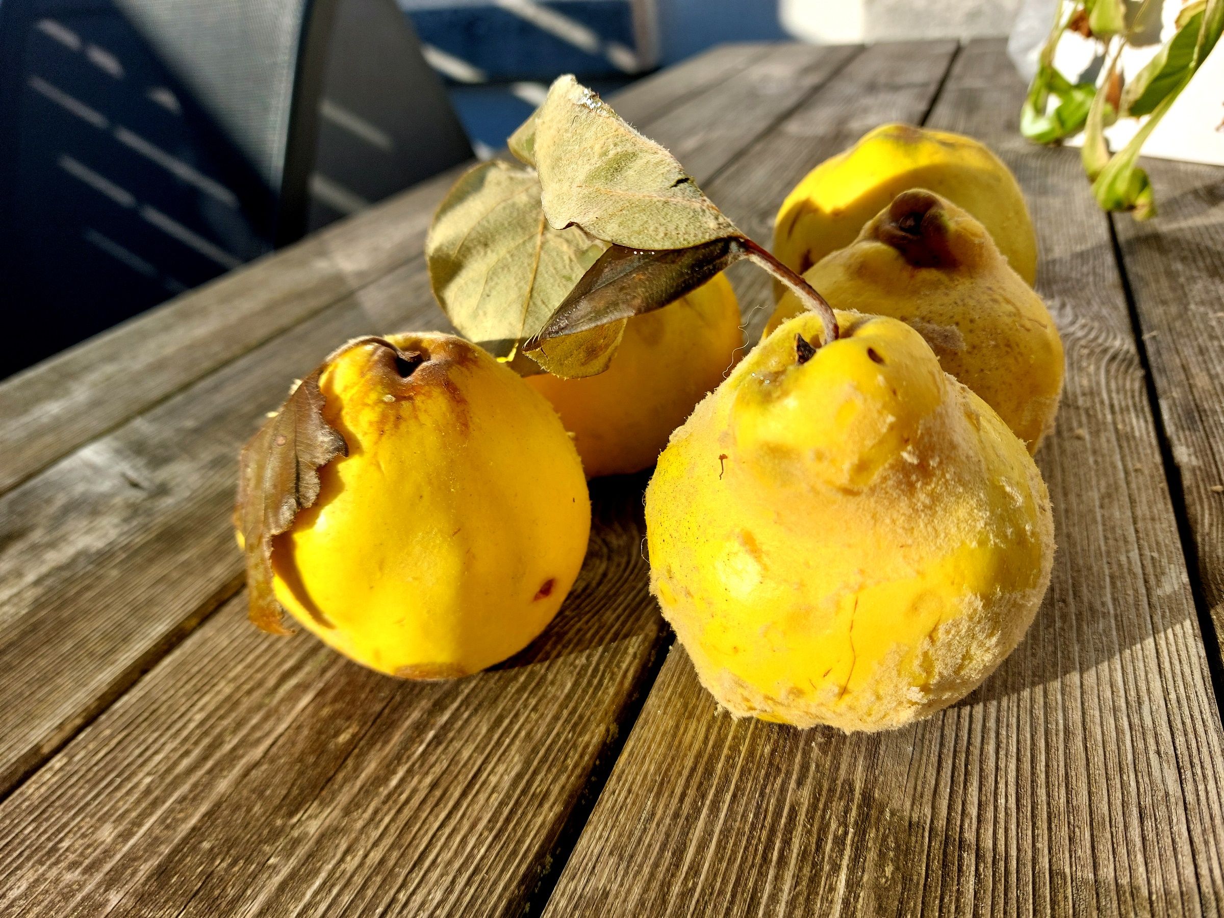 Gule kvæder