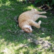 Orange kat i haven