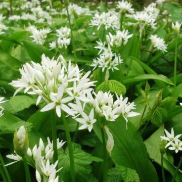 Ramsløg i blomst