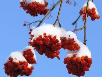 Rønnebær med sne
