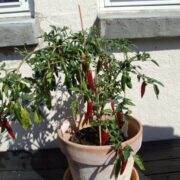 Chili jalapeno