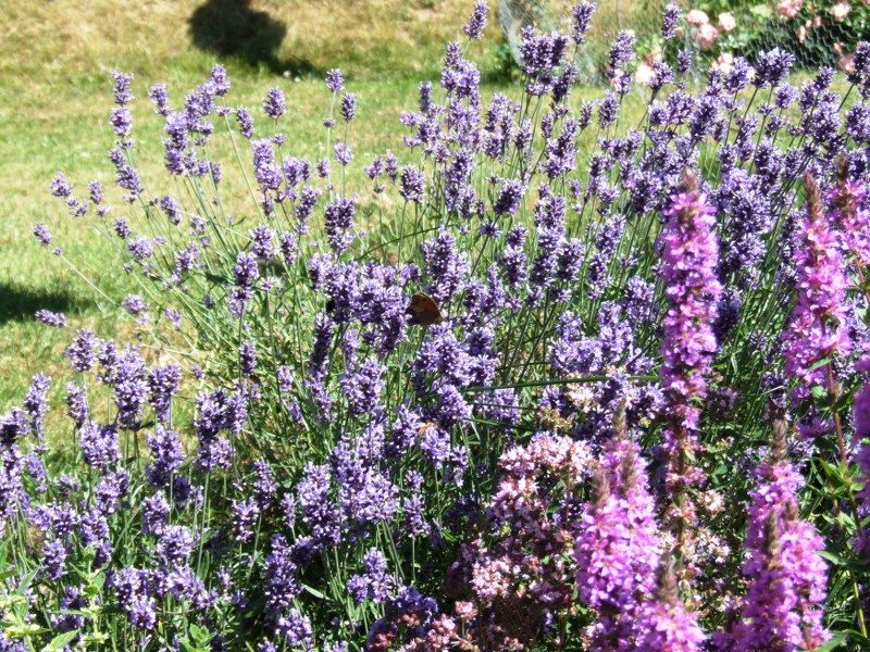 Lavendel i blomst